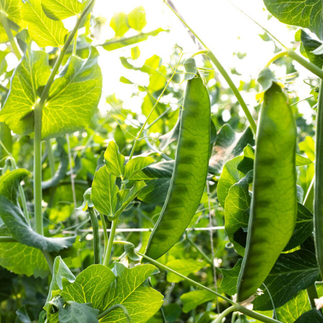 Huerta guisantes La Huertona